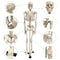 Supertek Human Skeleton Model with Key, 34in. B12409-S3 - alternate 2